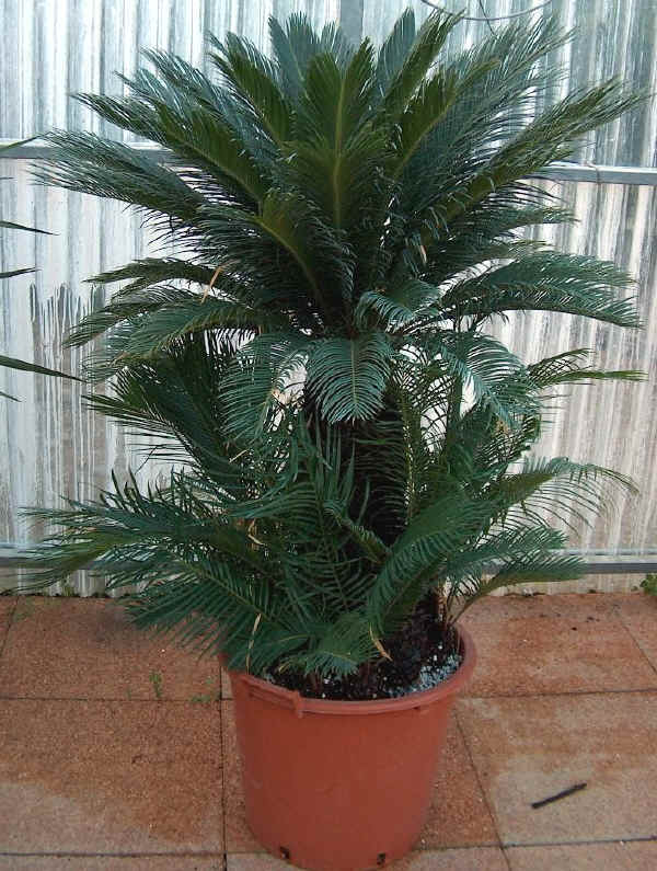 Cycas revoluta