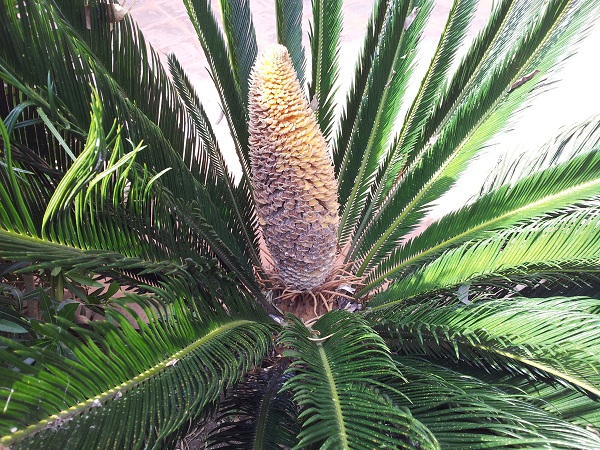 Cycas revoluta