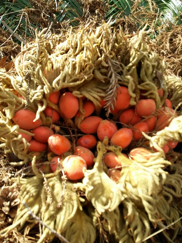 Cycas revoluta