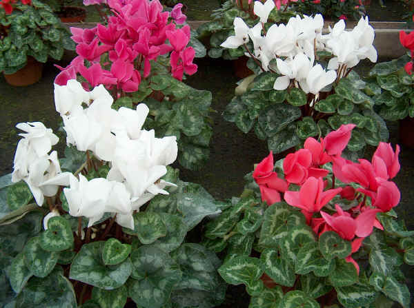 Cyclamen - Ciclamino