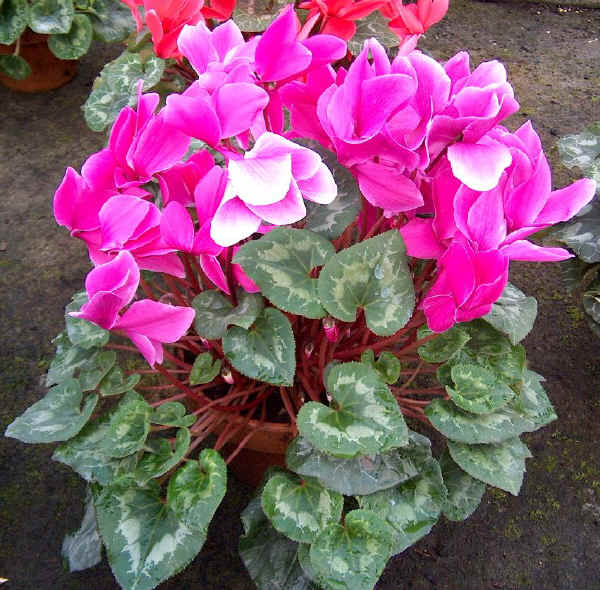 Cyclamen - Ciclamino