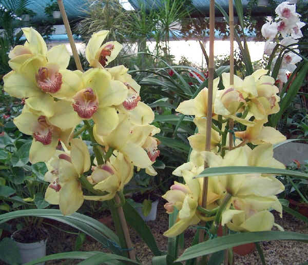 Cymbidium