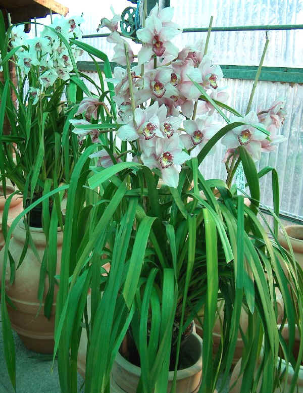 Cymbidium