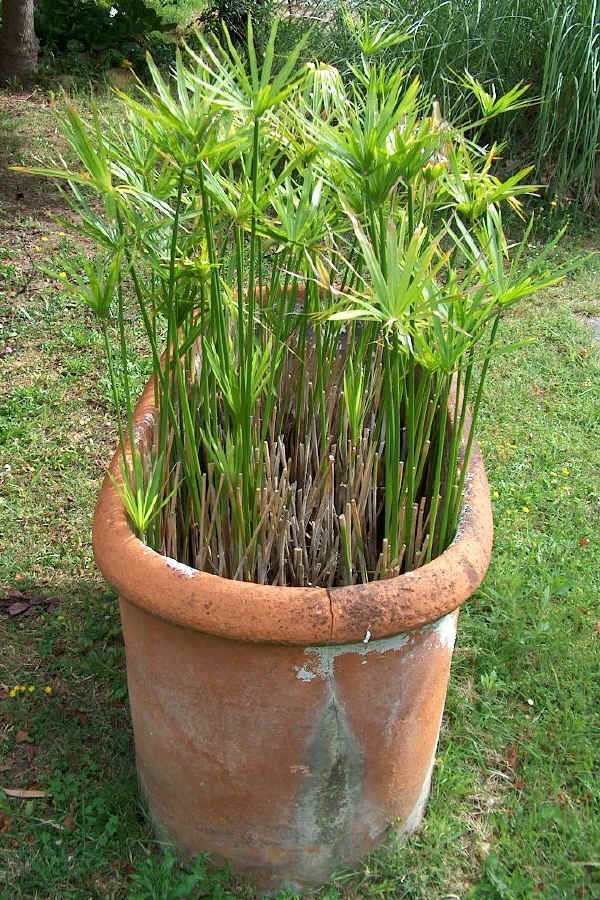 Cyperus alternifolius L.