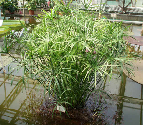 Cyperus involucratus