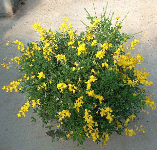 Cytisus