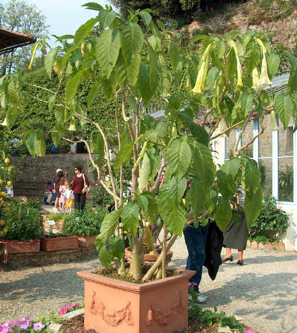 Datura chlorantha