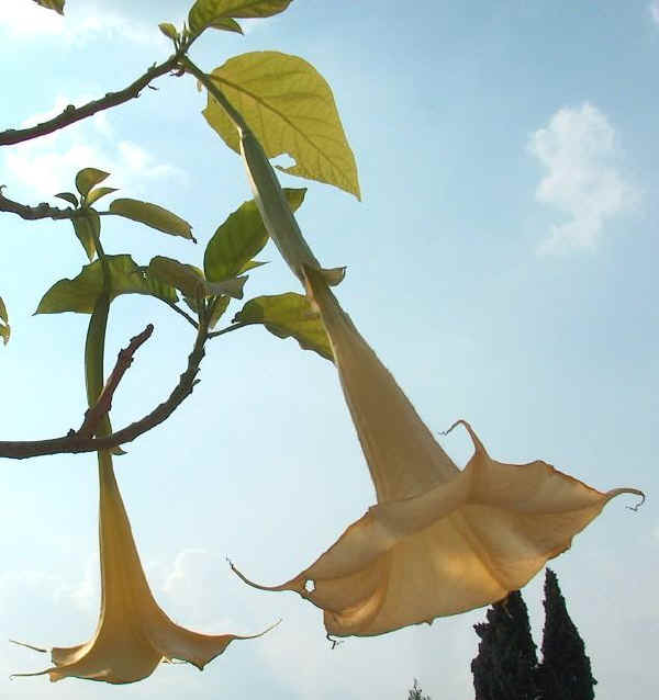 Datura chlorantha