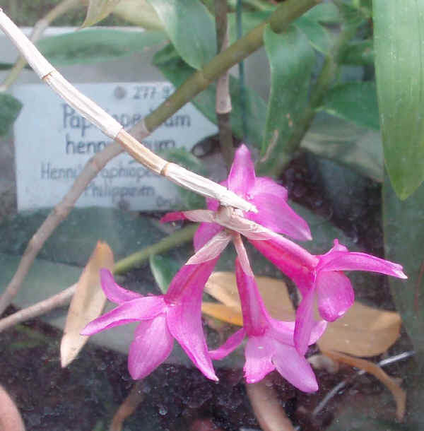 Dendrobium crepidiferum