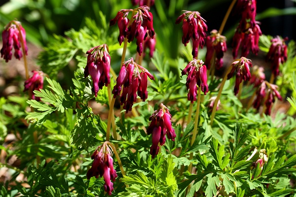 Dicentra eximia