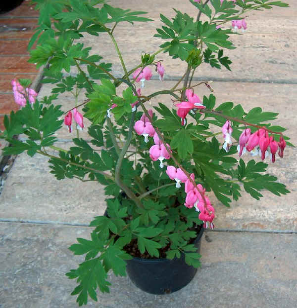 Dicentra spectabilis