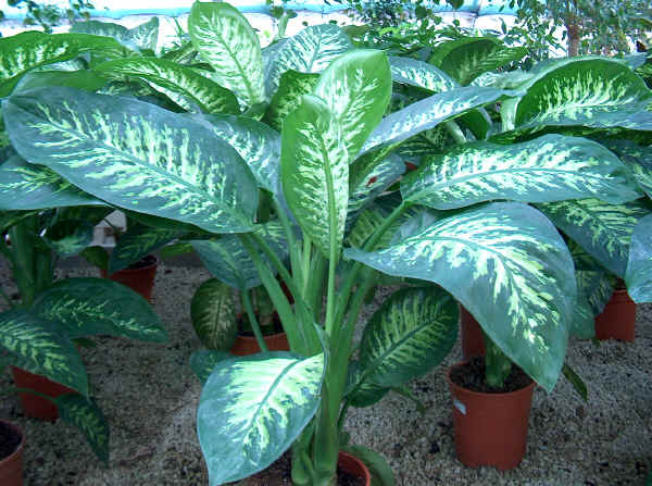 Dieffenbachia "Tropic"