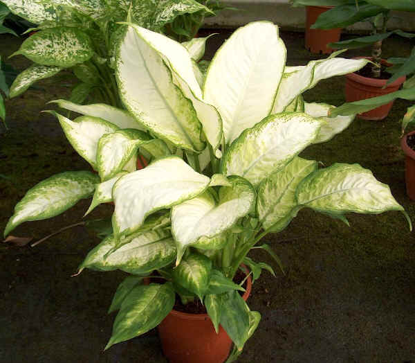 Dieffenbachia picta