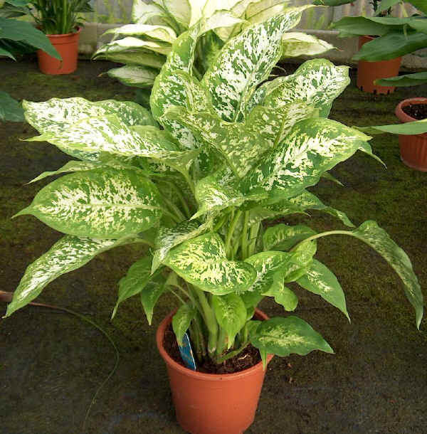 Dieffenbachia picta