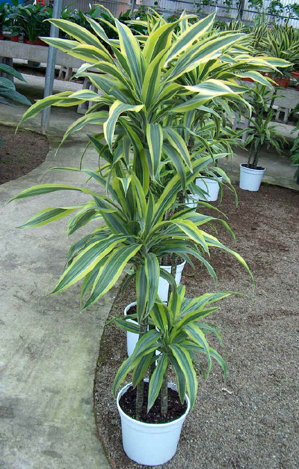 Dracaena deremensis