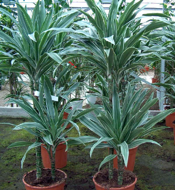 Dracaena deremensis