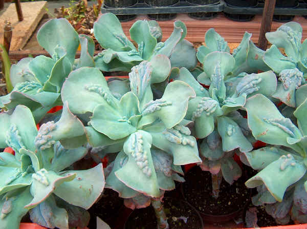 Echeveria gibbiflora var. Carunculata