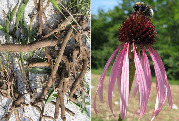 Echinacea angustifolia