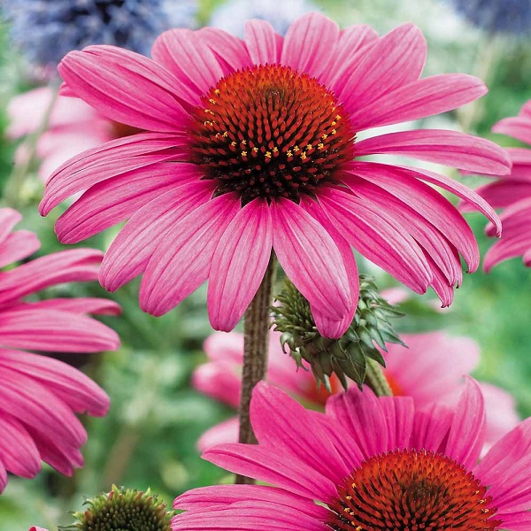 Echinacea purpurea