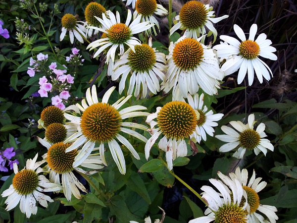 Echinacea