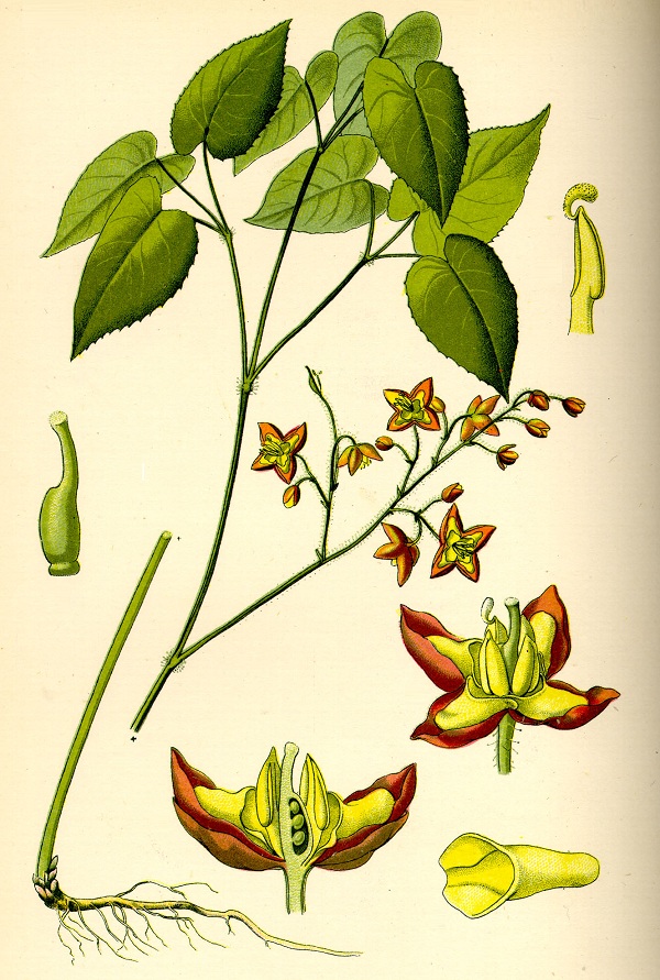 Epimedium alpinum