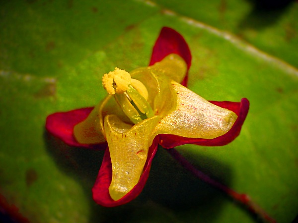 Epimedium alpinum