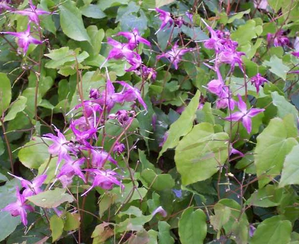 Epimedium grandiflorum