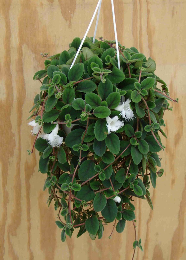 Episcia dianthiflora