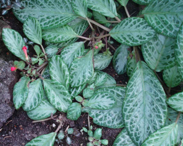 Episcia cupreata