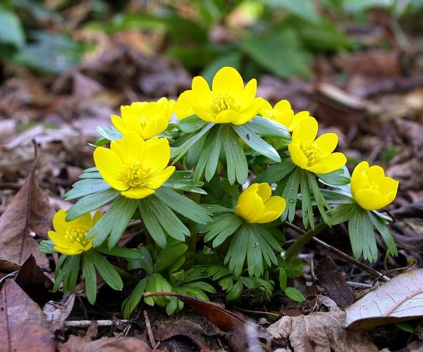 Eranthis hyemalis