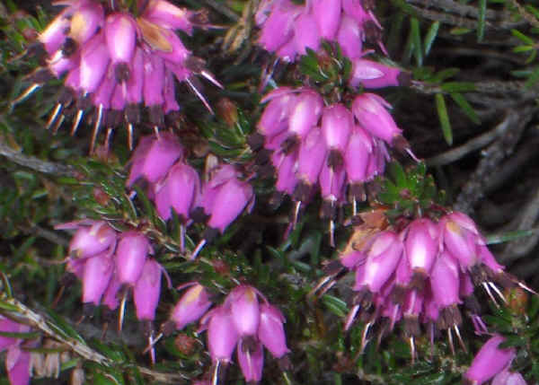 Erica carnea