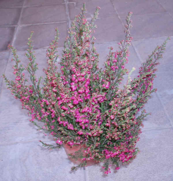 Piantina di Erica gracilis