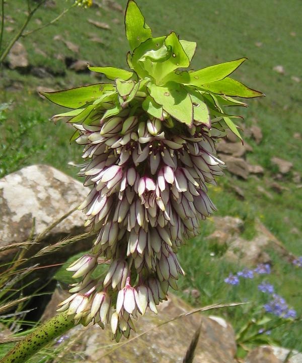 eucomis bicolor