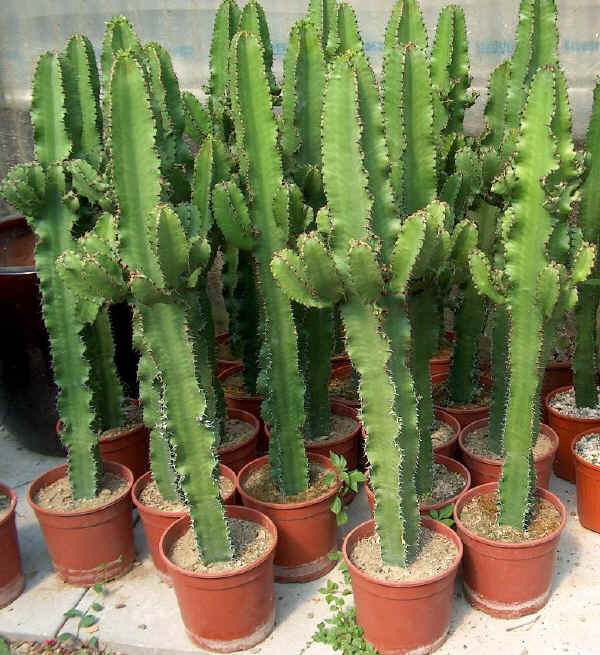 Euphorbia trigona