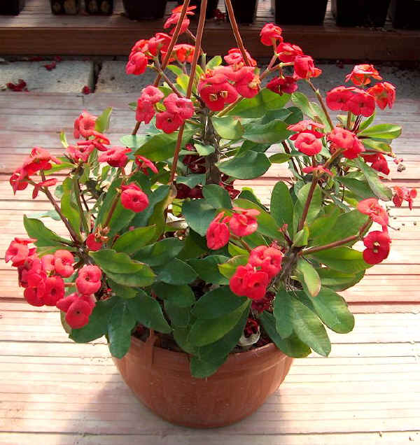 Euphorbia milii