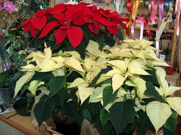 Euphorbia pulcherrima (o Poinsettia pulcherrima) - Stella di Natale