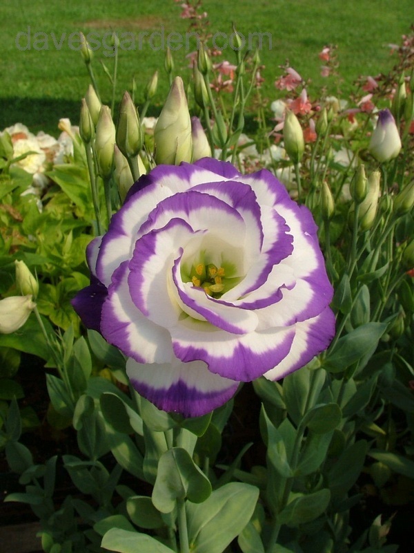 Eustoma grandiflorum