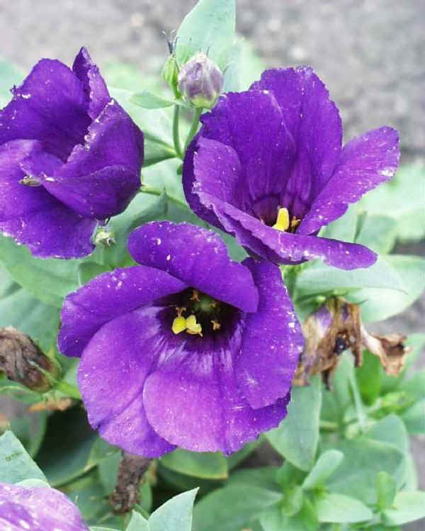 Eustoma grandiflorum