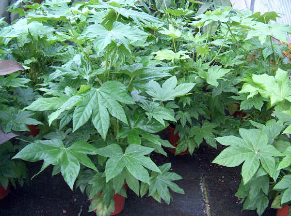 Fatsia japonica - Aralia