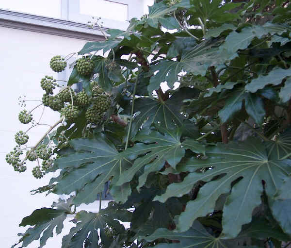 Fatsia japonica - Aralia