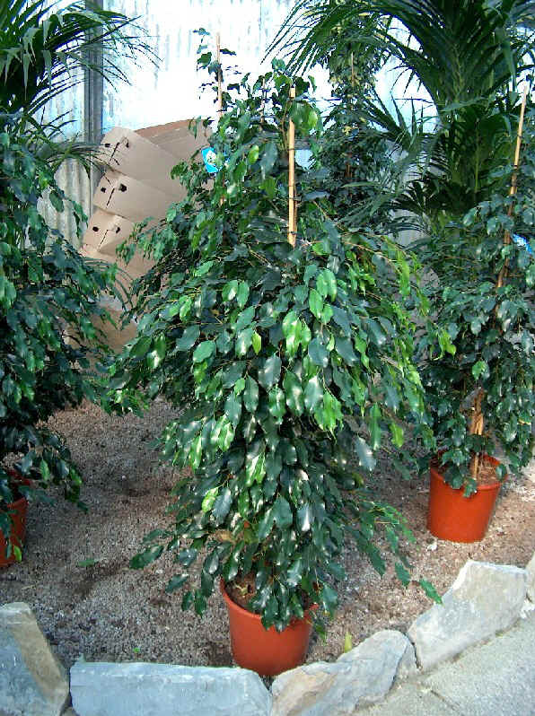 Ficus benjamina