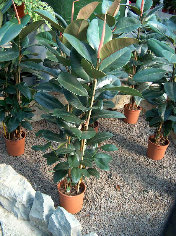 Ficus elastica var. decora