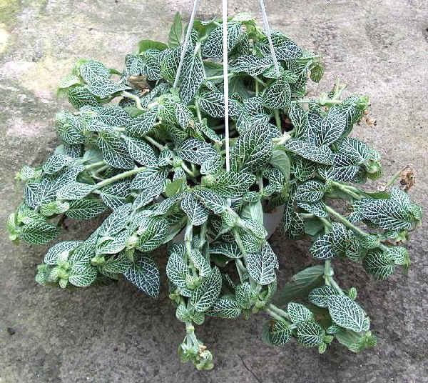 Fittonia argyroneura