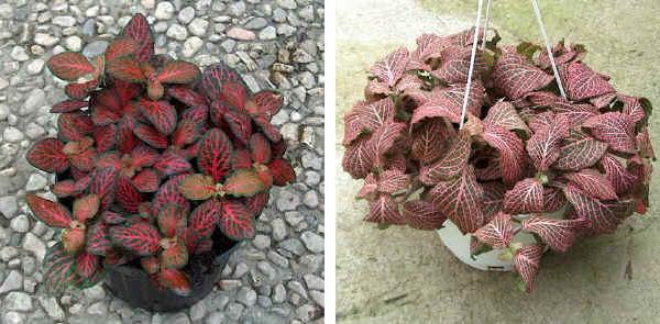 Fittonia verschaffeltii 