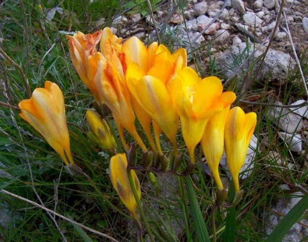 Freesia refracta