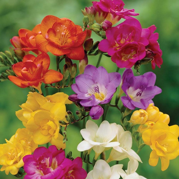 Freesia