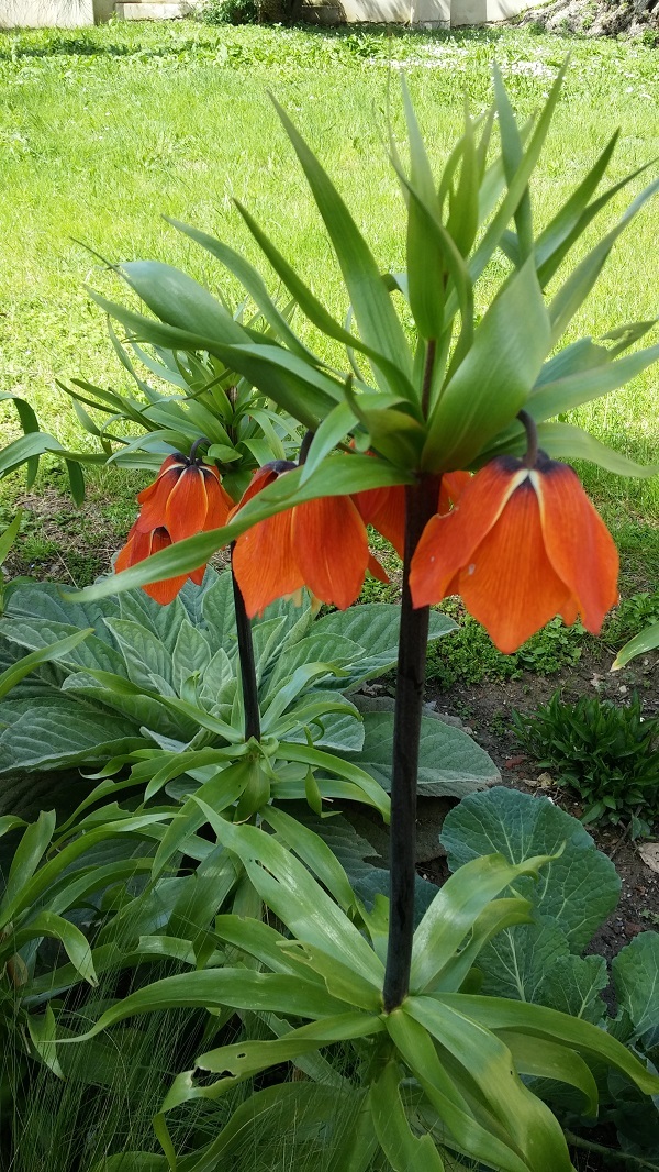 Fritillaria imperialis