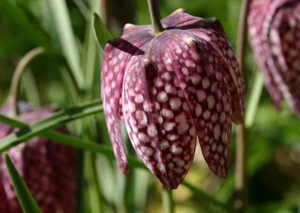 Fritillaria meleagris