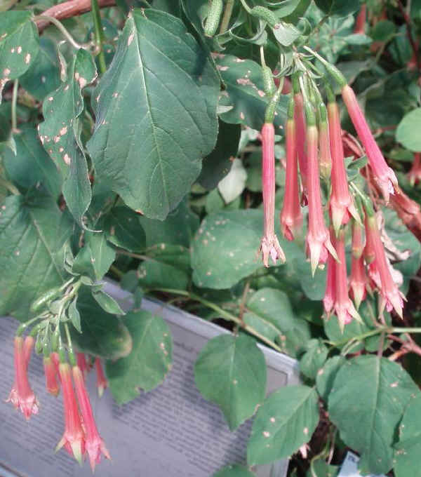 Fuchsia fulgens