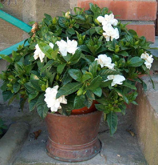 Gardenia pianta da interno o esterno